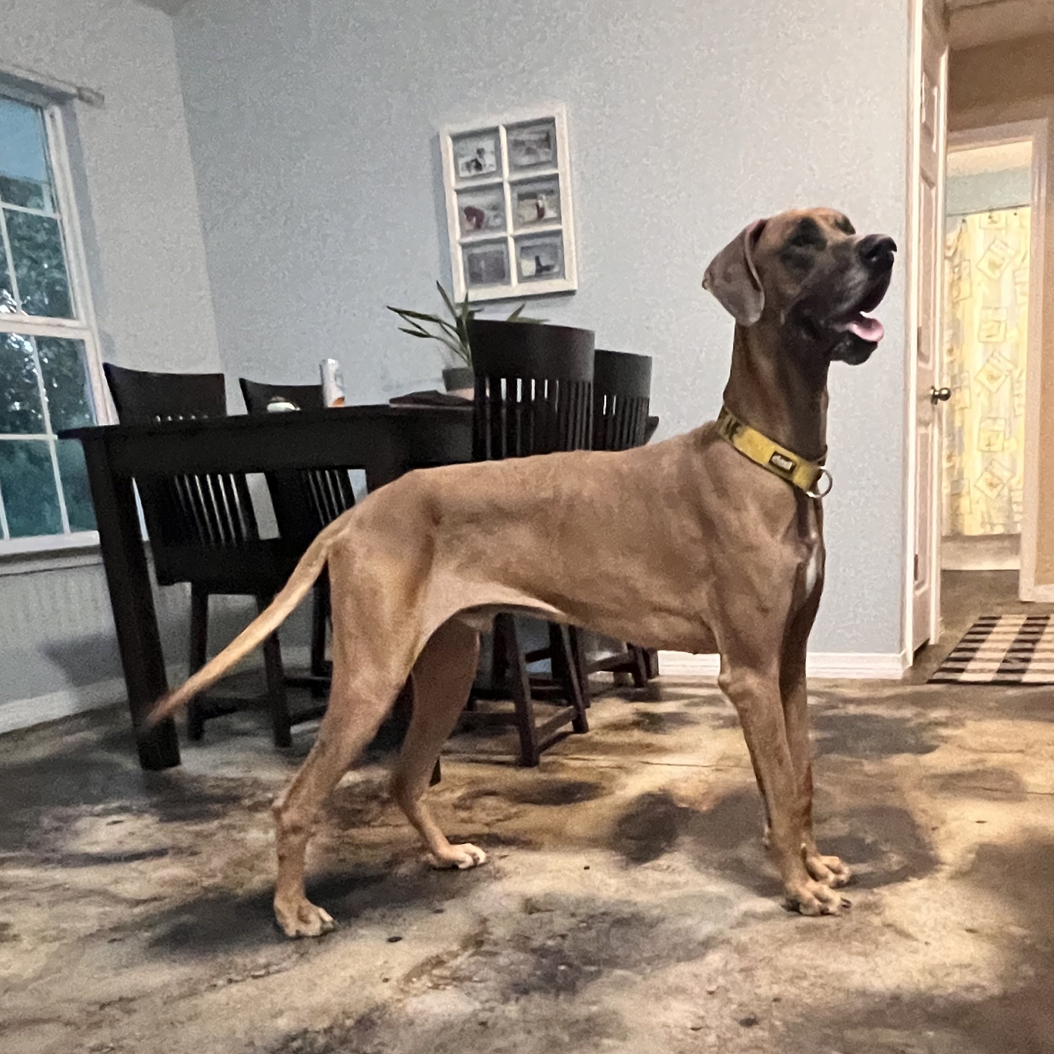 Bruno, a Adoptable Great Dane in Pensacola, FL image 3/6
