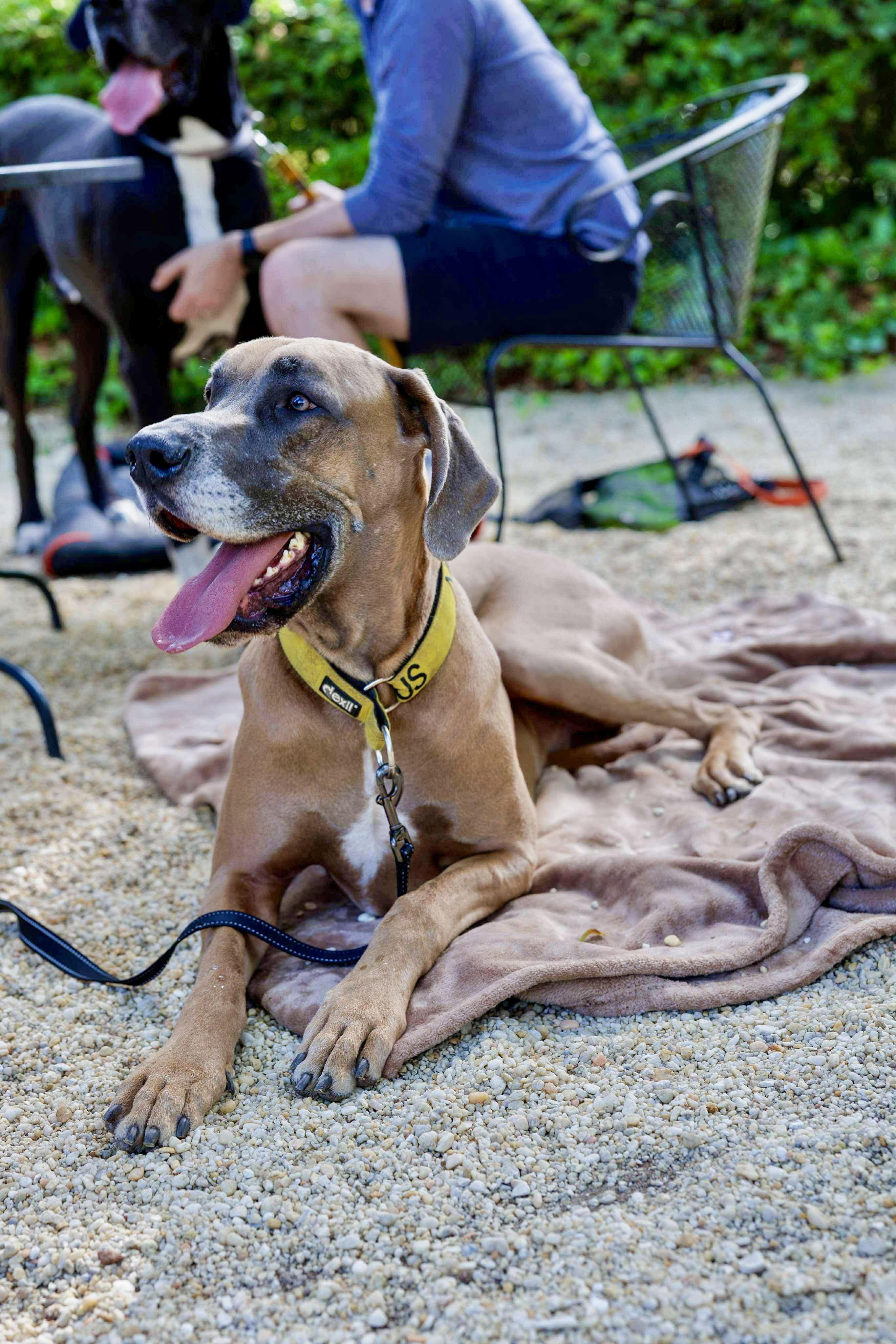 Bruno, a Adoptable Great Dane in Pensacola, FL image 6/6