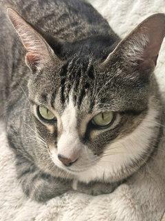 Enlarge Pine Cone, a Adoptable Domestic Short Hair in Irving, TX image 1/3