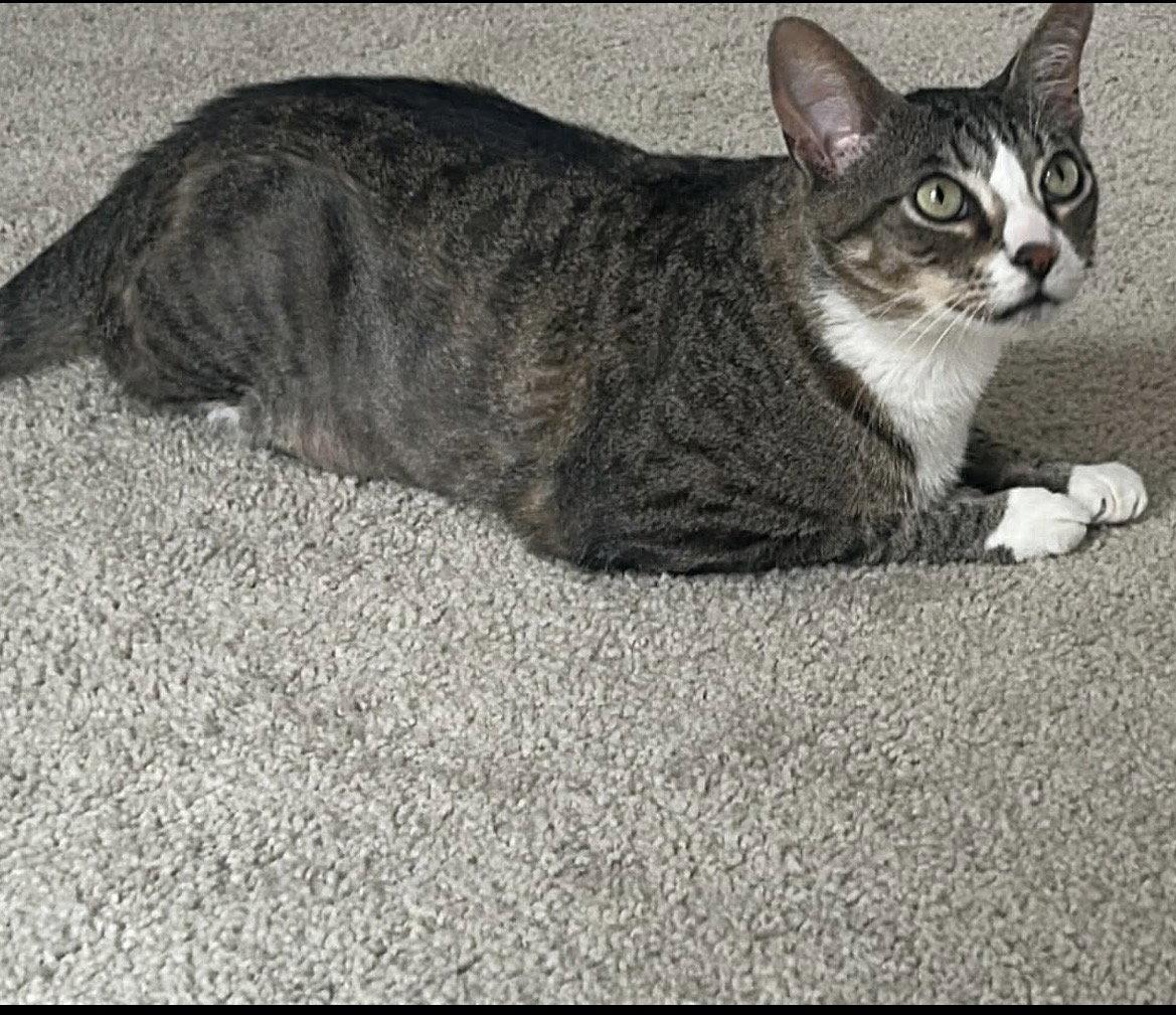 Enlarge Pine Cone, a Adoptable Domestic Short Hair in Irving, TX image 2/3