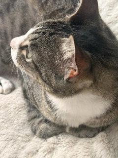 Enlarge Pine Cone, a Adoptable Domestic Short Hair in Irving, TX image 3/3