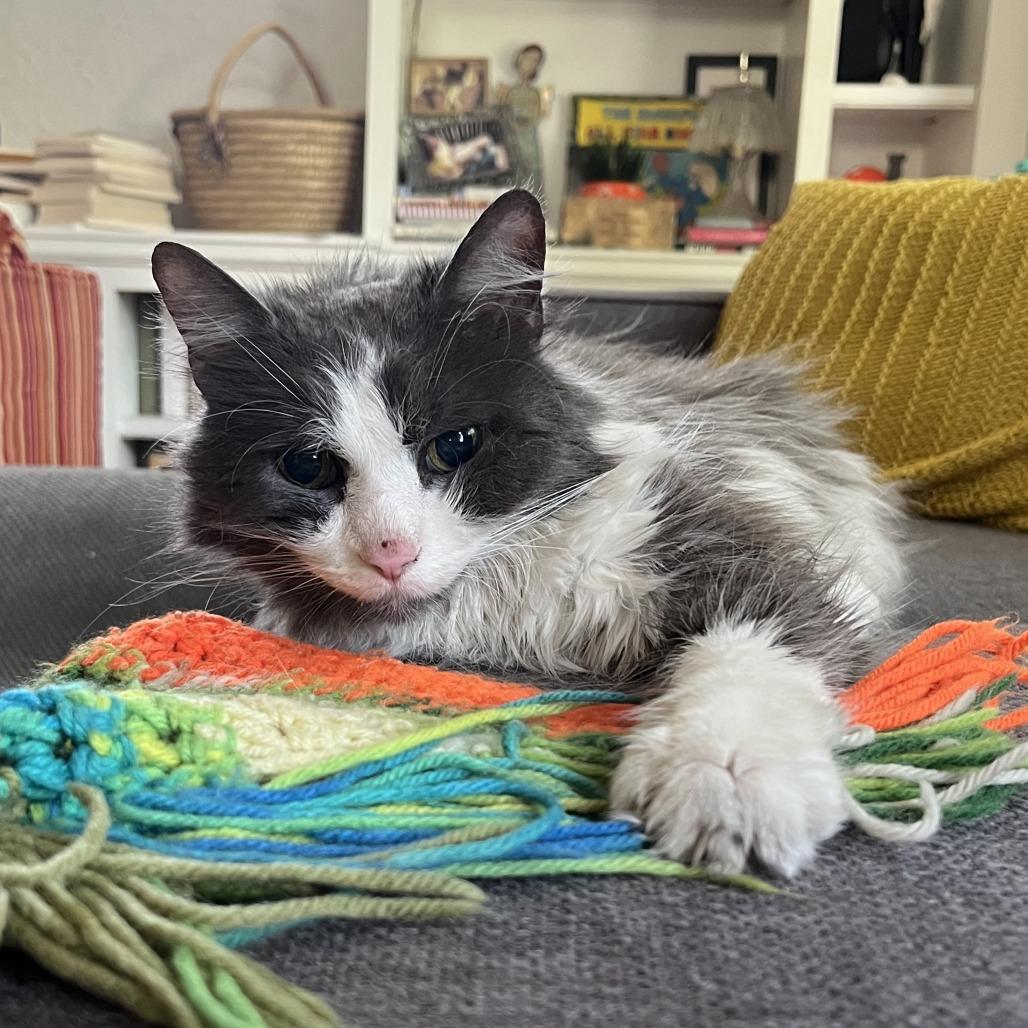 Enlarge Ghibli, a Adoptable Domestic Long Hair in Chicago, IL image 1/6