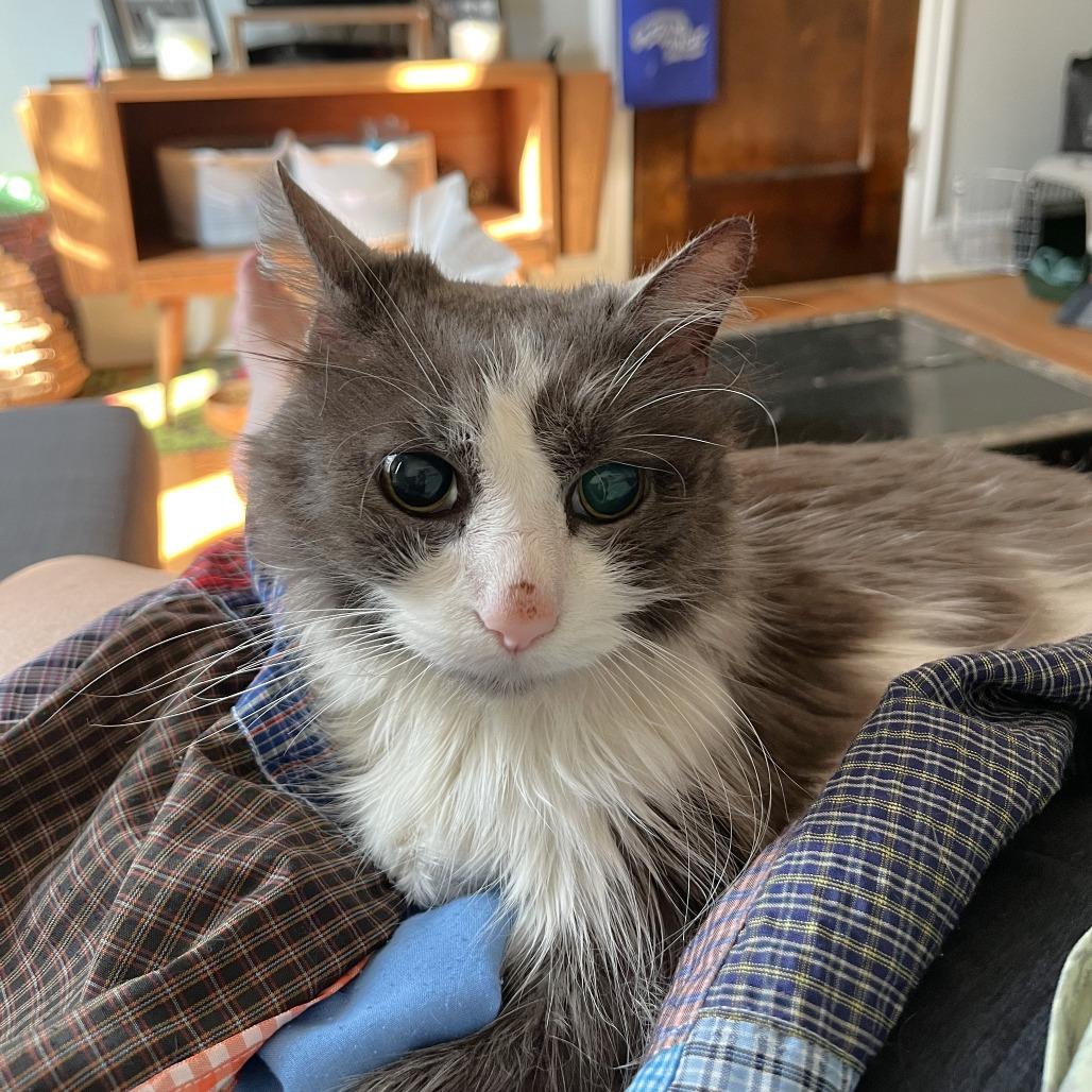 Enlarge Ghibli, a Adoptable Domestic Long Hair in Chicago, IL image 2/6