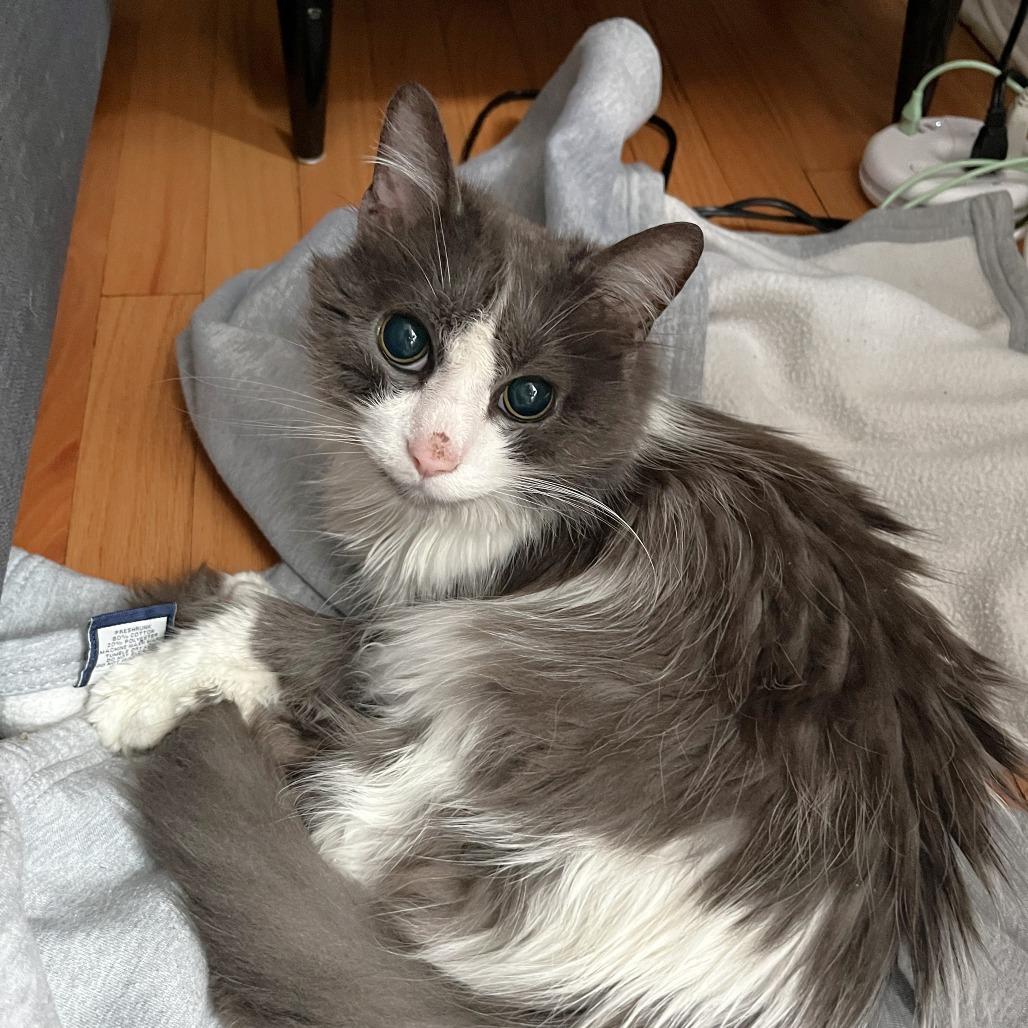 Enlarge Ghibli, a Adoptable Domestic Long Hair in Chicago, IL image 3/6