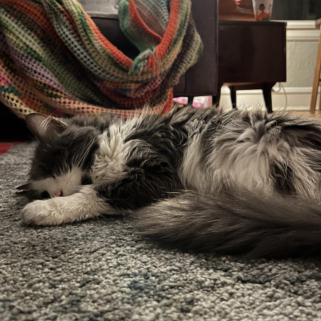 Enlarge Ghibli, a Adoptable Domestic Long Hair in Chicago, IL image 4/6