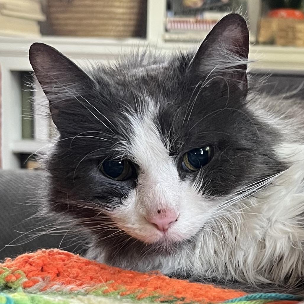 Enlarge Ghibli, a Adoptable Domestic Long Hair in Chicago, IL image 5/6