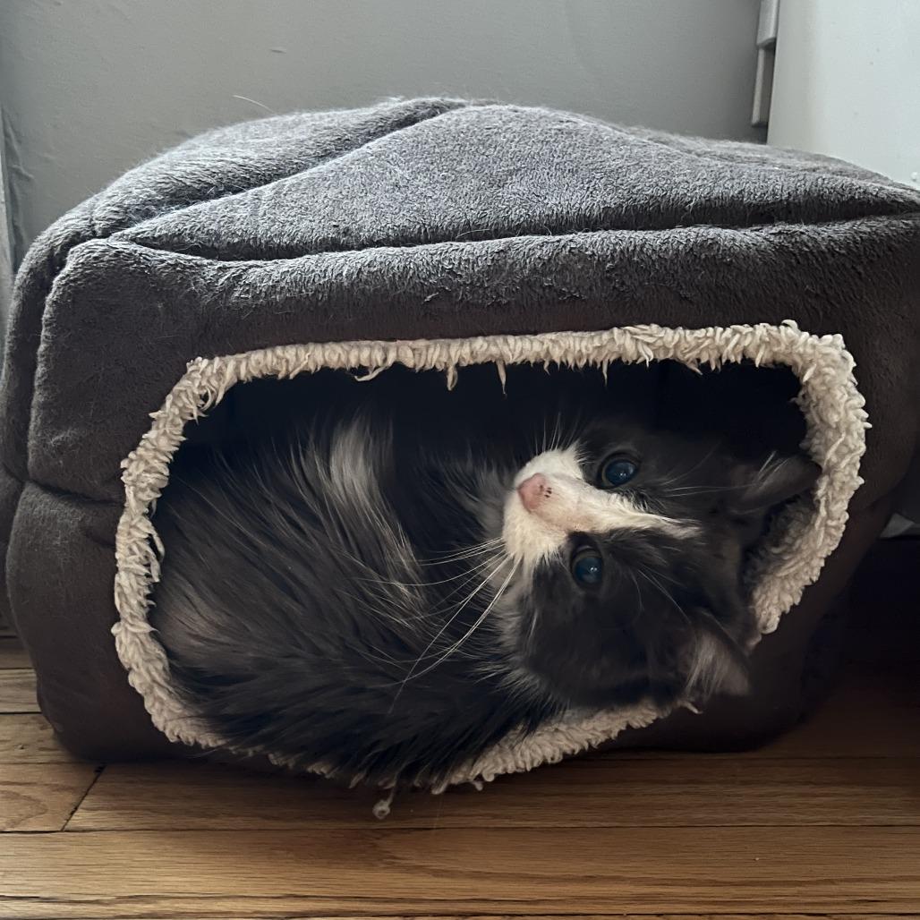 Enlarge Ghibli, a Adoptable Domestic Long Hair in Chicago, IL image 6/6