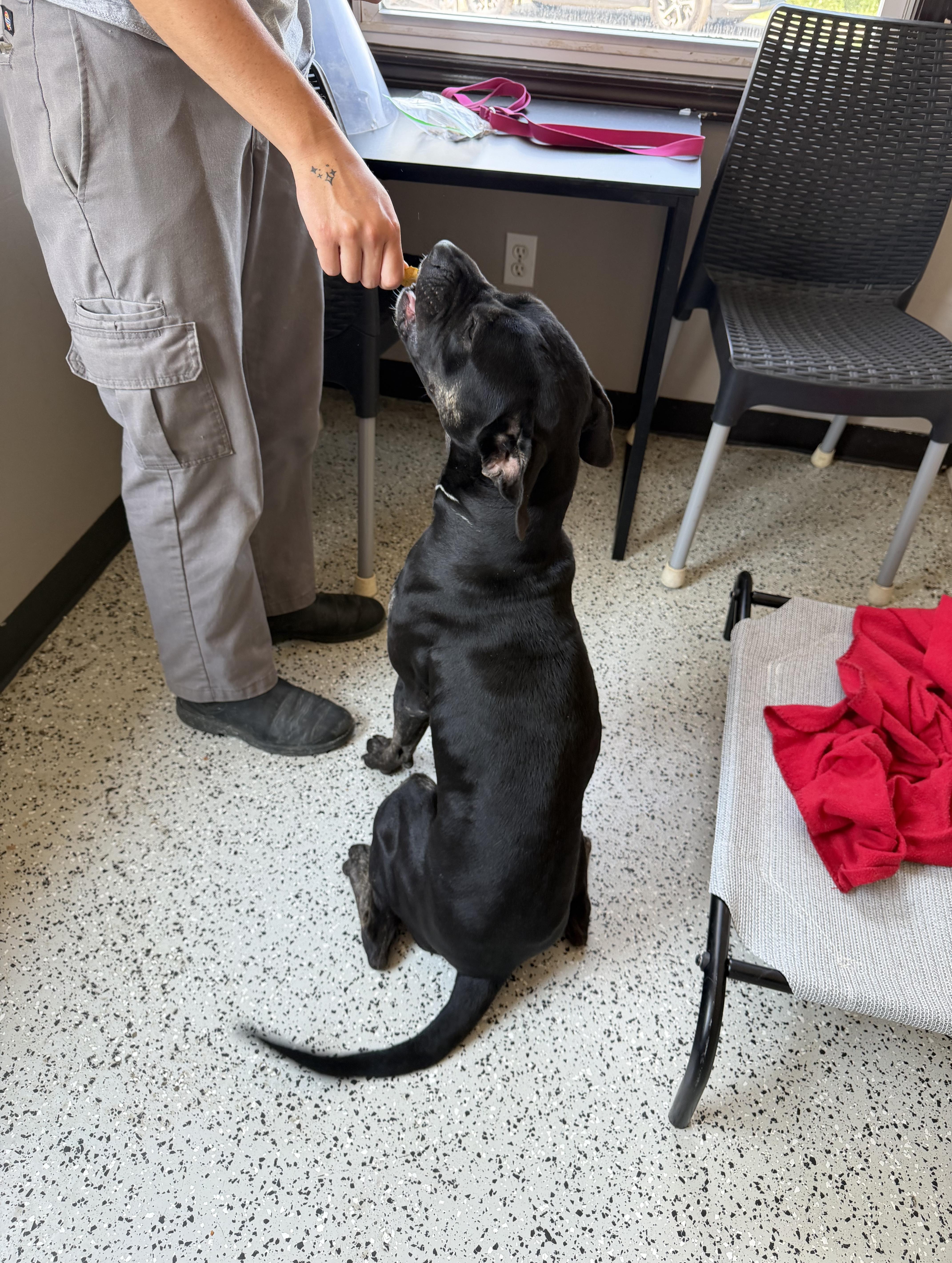 Enlarge Marcy, a Adoptable Mixed Breed in Oxford, MI image 5/6