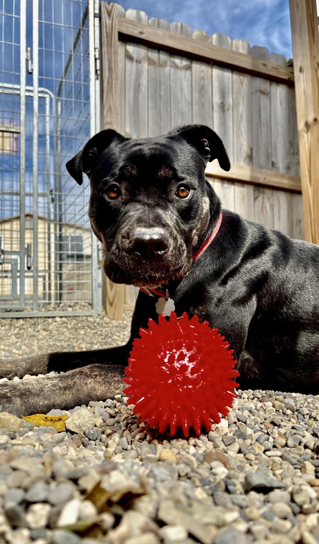 Enlarge Marcy, a Adoptable Mixed Breed in Oxford, MI image 3/6