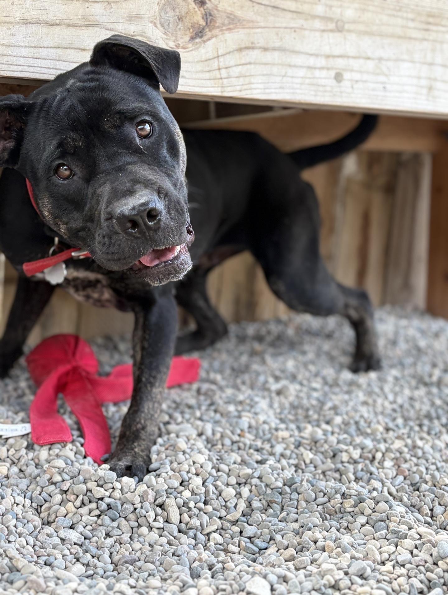 Enlarge Marcy, a Adoptable Mixed Breed in Oxford, MI image 6/6