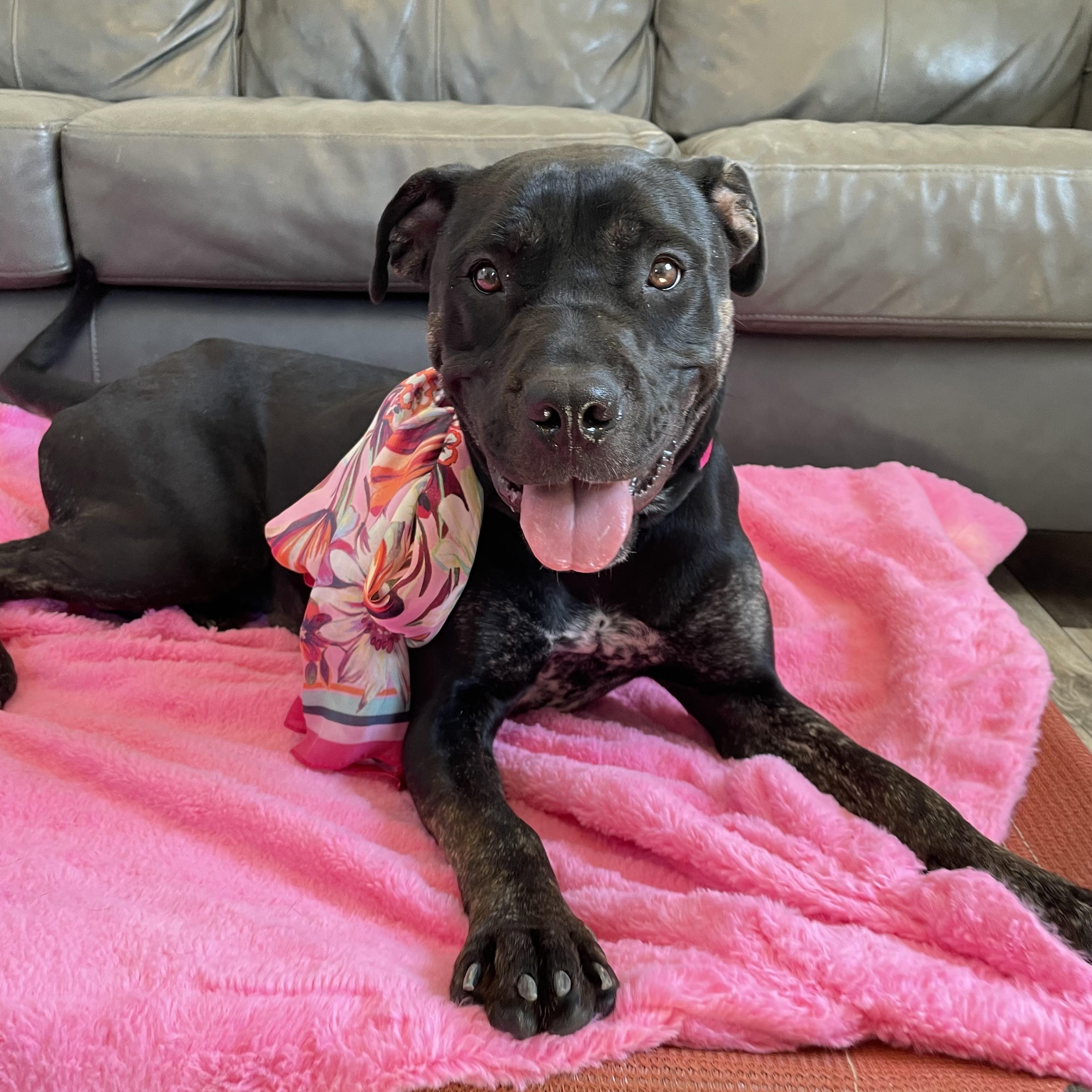 Marcy, Adoptable, Young Female Mixed Breed.