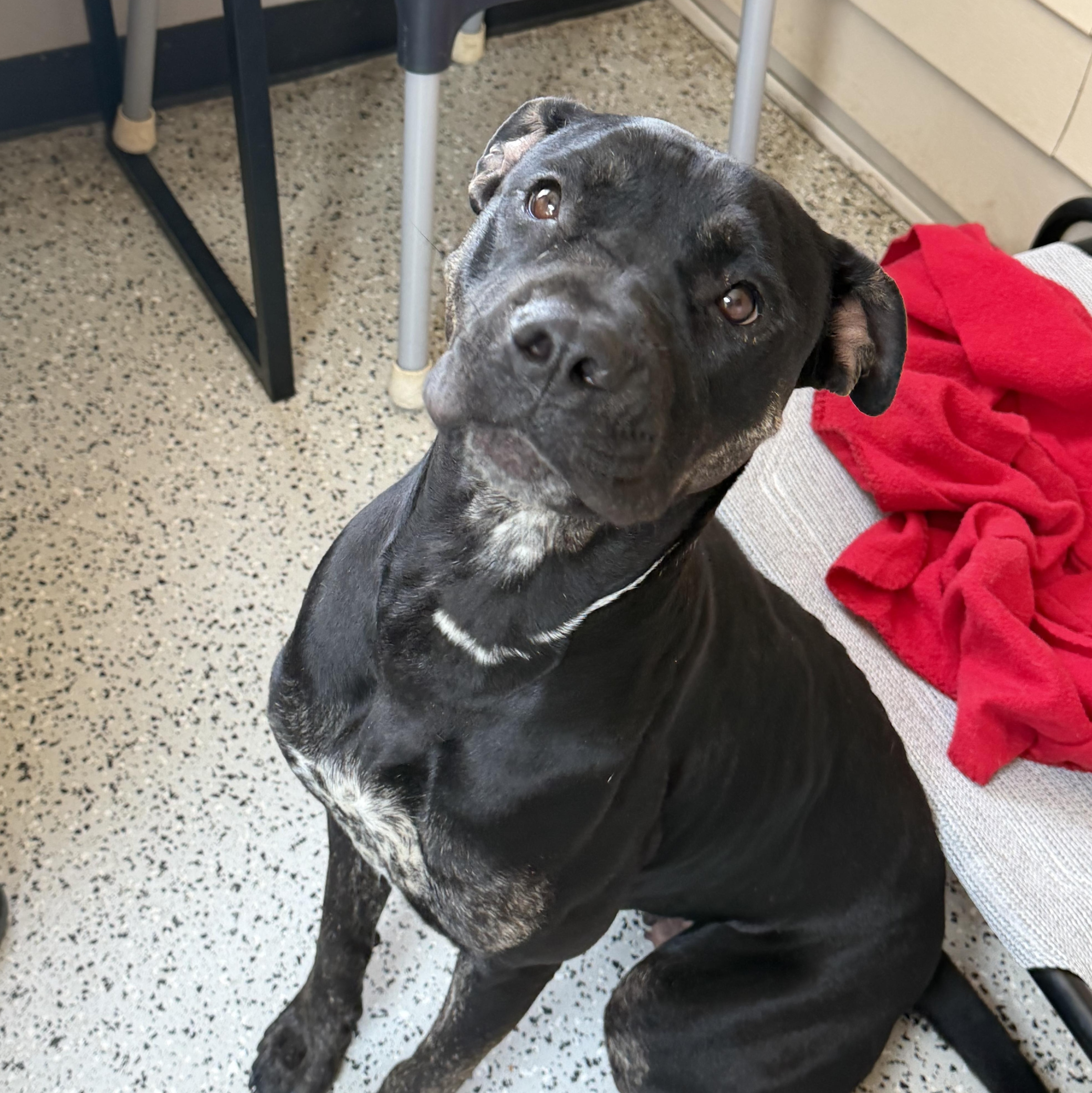 Enlarge Marcy, a Adoptable Mixed Breed in Oxford, MI image 4/6