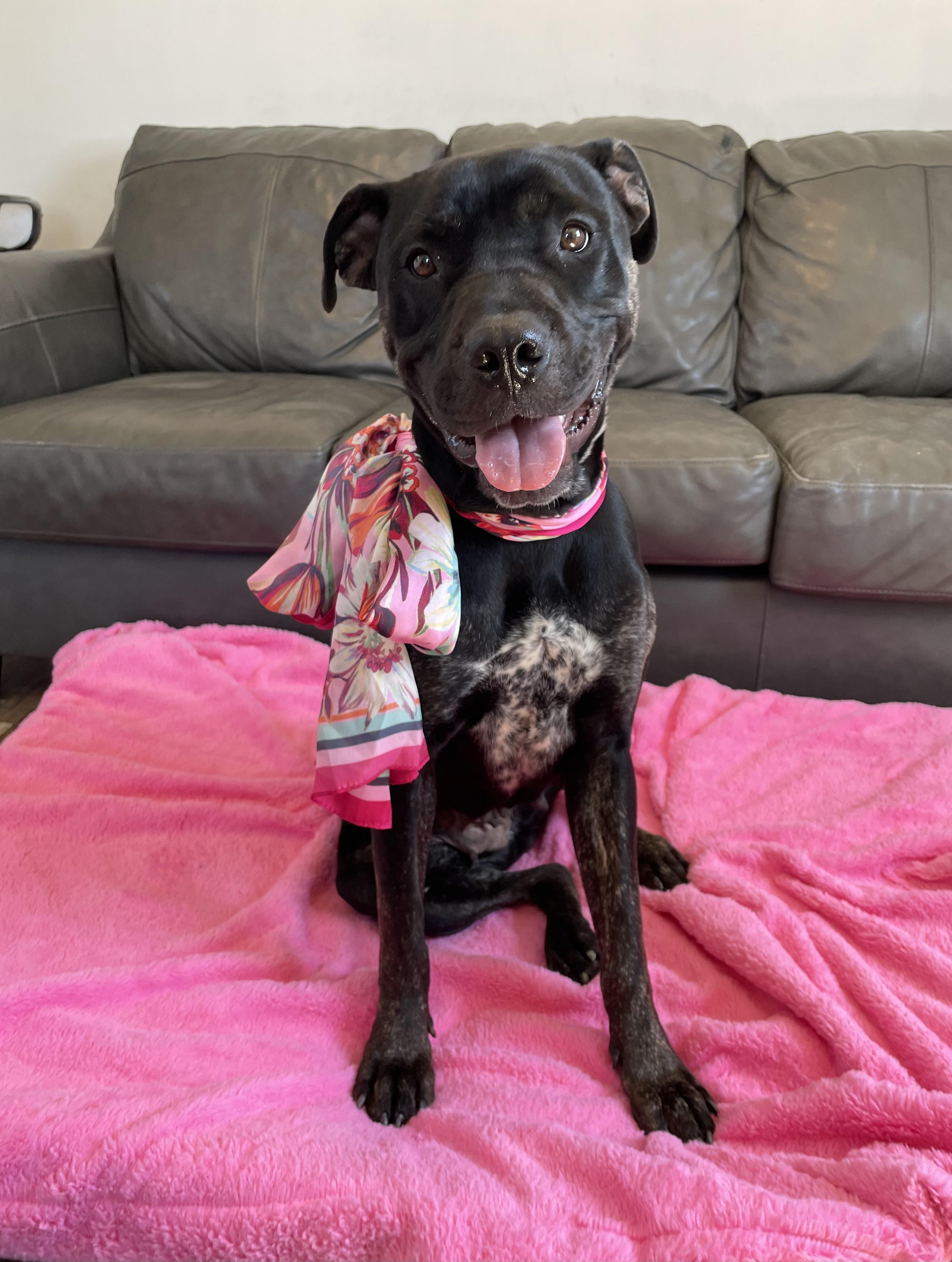 Enlarge Marcy, a Adoptable Mixed Breed in Oxford, MI image 2/6