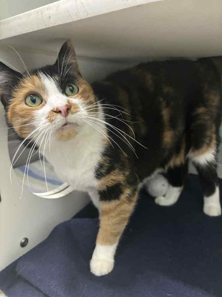 Enlarge Ducky, a Adoptable Calico in Muskegon, MI image 1/3
