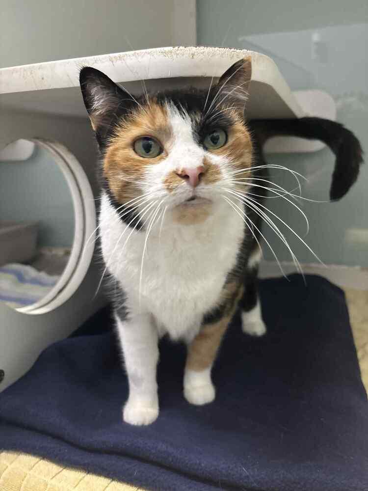 Ducky, Adoptable, Senior Female Calico.