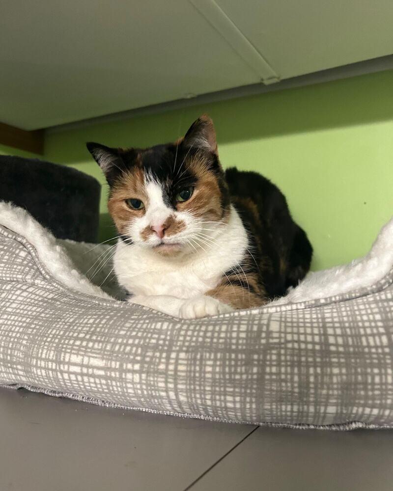 Enlarge Ducky, a Adoptable Calico in Muskegon, MI image 3/3