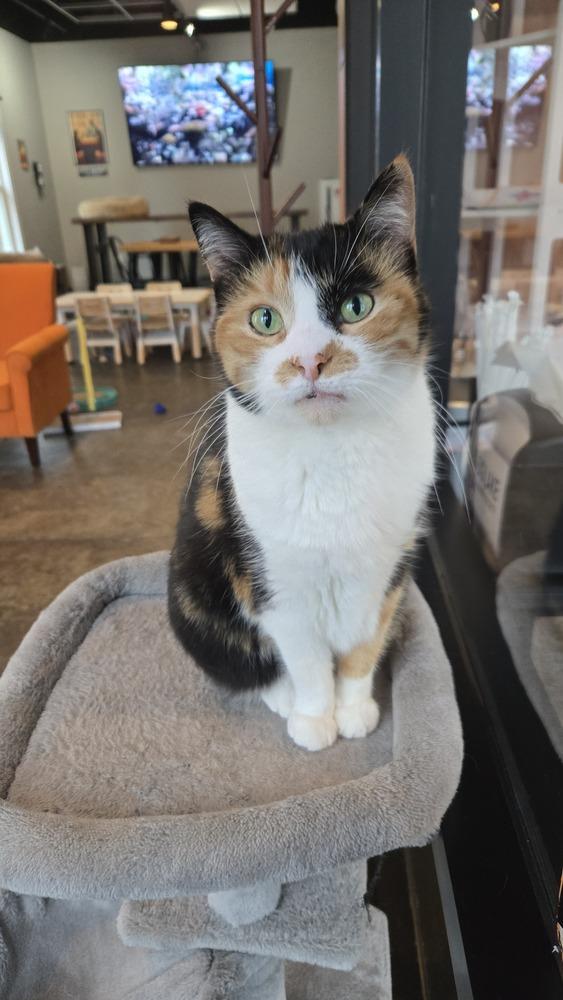 Enlarge Ducky@ Whisker Room Cat Cafe, a Adoptable Calico in Muskegon, MI image 4/4