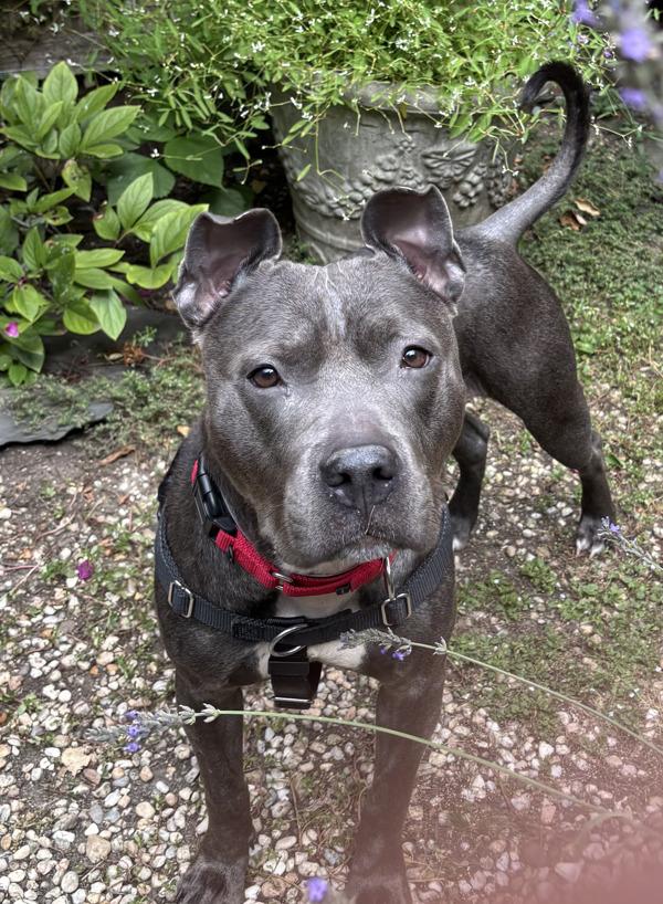 Aurora, Adoptable, Adult Female Mixed Breed.