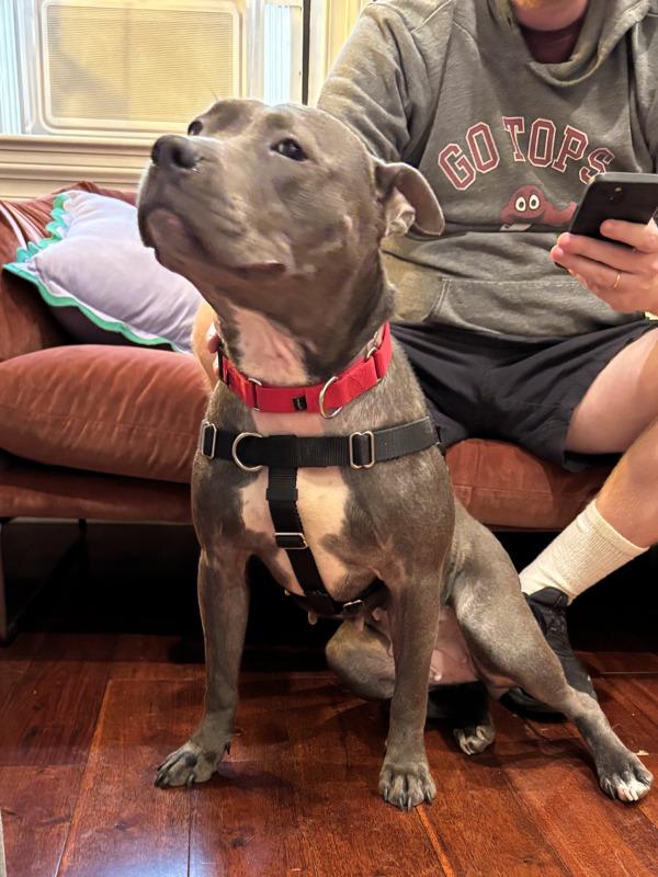 Enlarge Aurora, a Adoptable mixed breed in New York, NY image 2/6