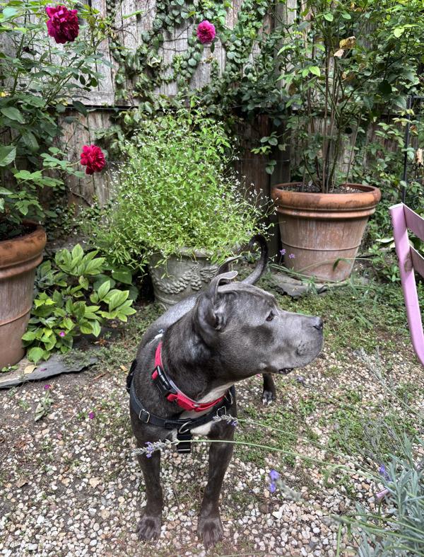 Enlarge Aurora, a Adoptable mixed breed in New York, NY image 3/6