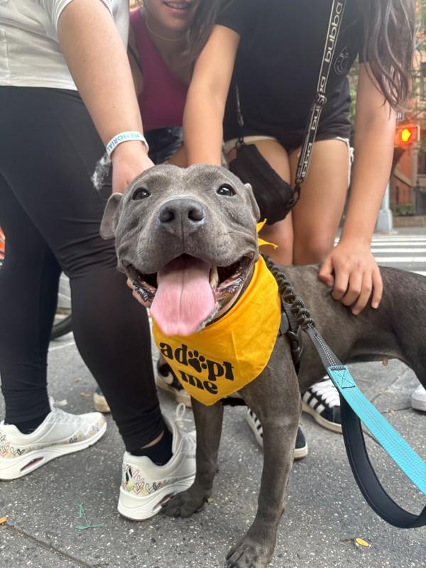 Enlarge Aurora, a Adoptable mixed breed in New York, NY image 4/6