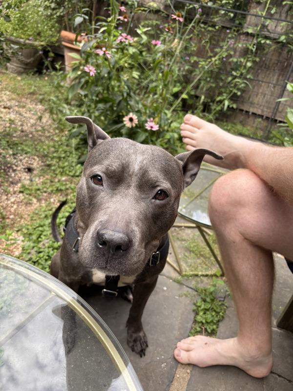 Enlarge Aurora, a Adoptable mixed breed in New York, NY image 5/6