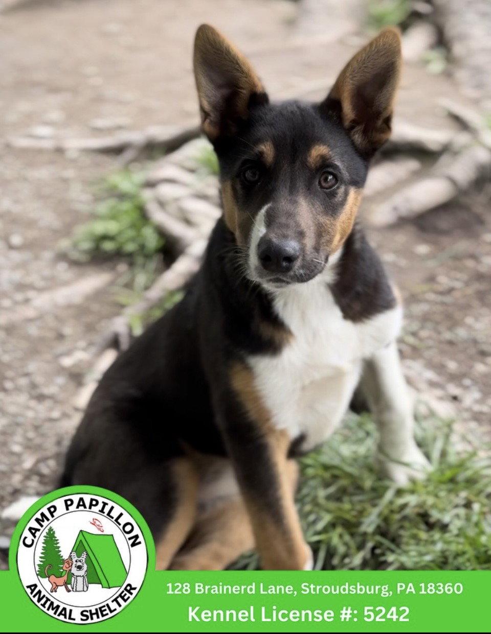 Enlarge Furrari, a Adoptable Australian Shepherd in Stroudsburg, PA image 1/1