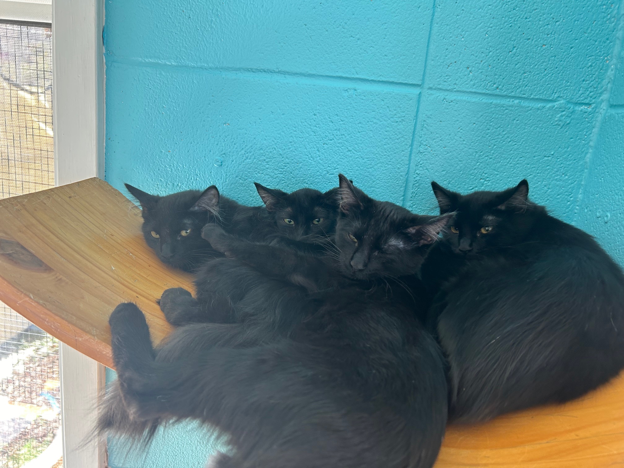 Cat for adoption Tornado, a Domestic Medium Hair in Steamboat Springs