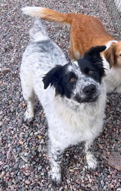 Enlarge Mouse, a ADOPTABLE Mixed Breed in Missoula, MT image 1/1