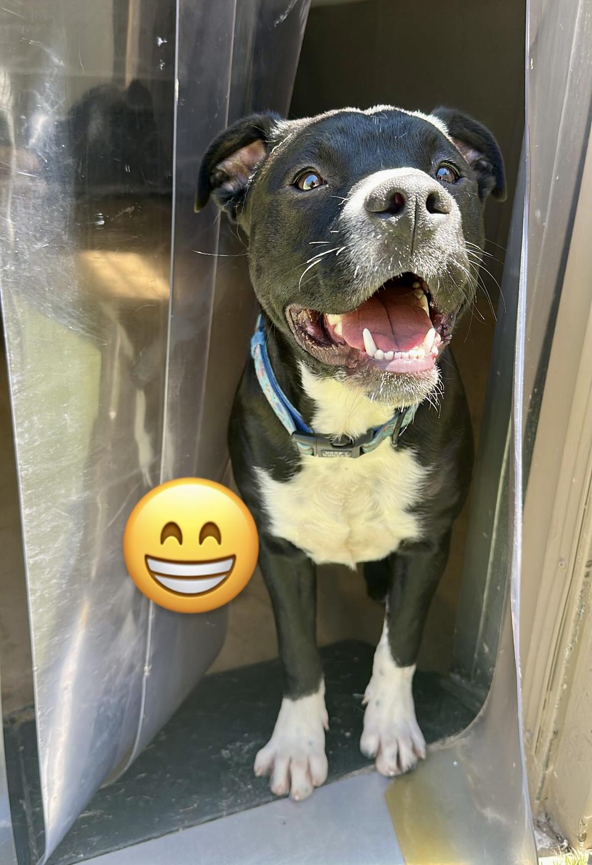 Enlarge Socks, a Adoptable mixed breed in Warren, NJ image 3/6