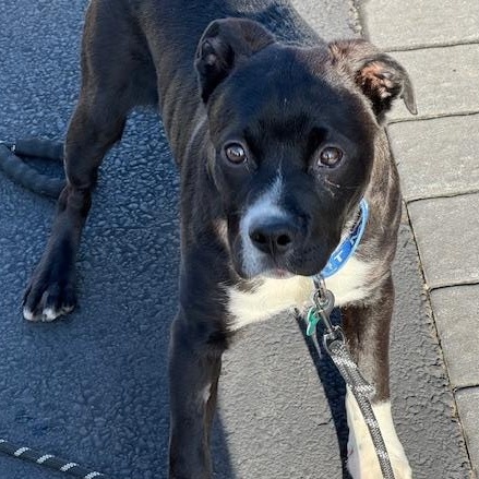 Enlarge Socks, a Adoptable mixed breed in Warren, NJ image 5/6