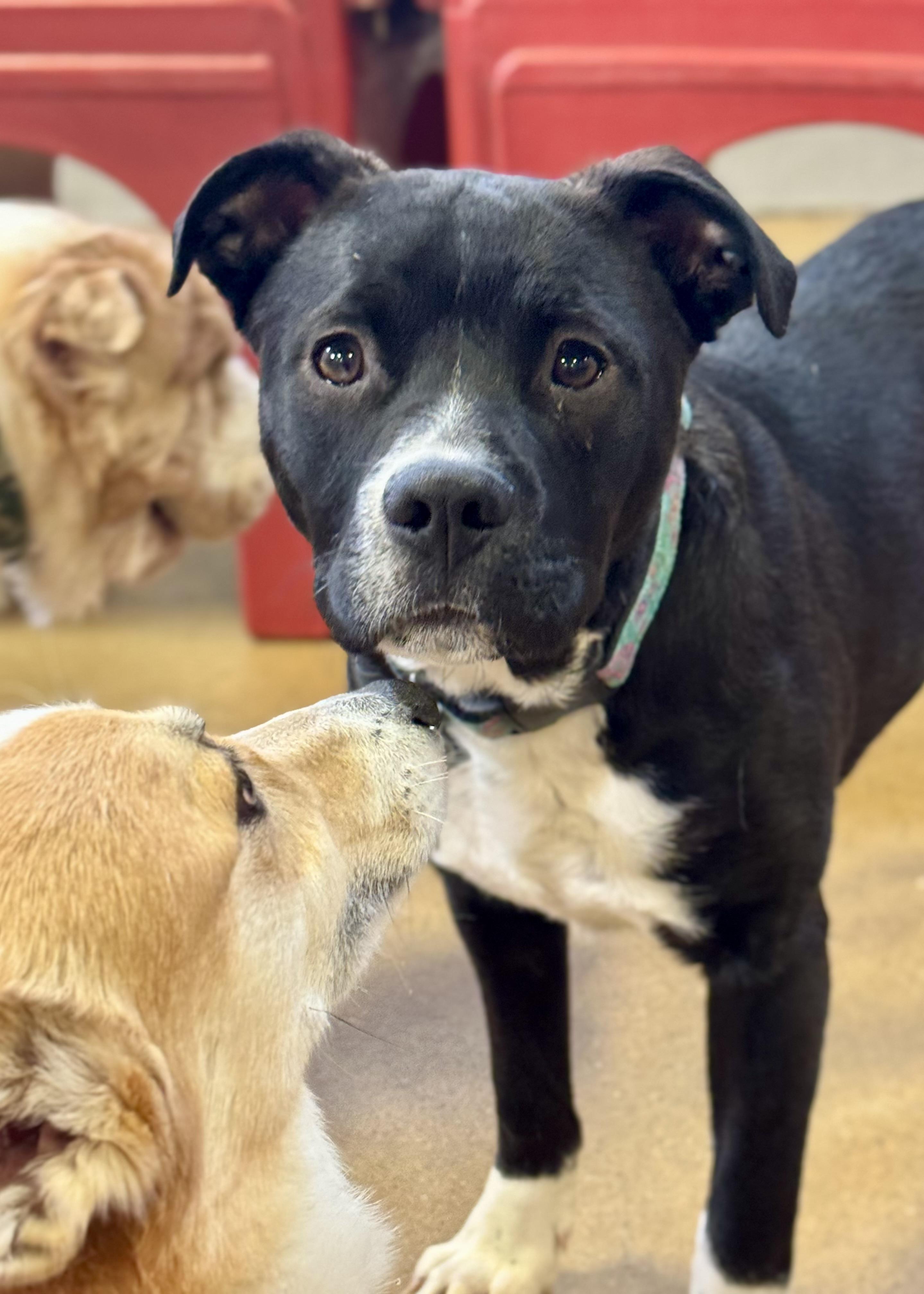 Enlarge Socks, a Adoptable mixed breed in Warren, NJ image 1/6