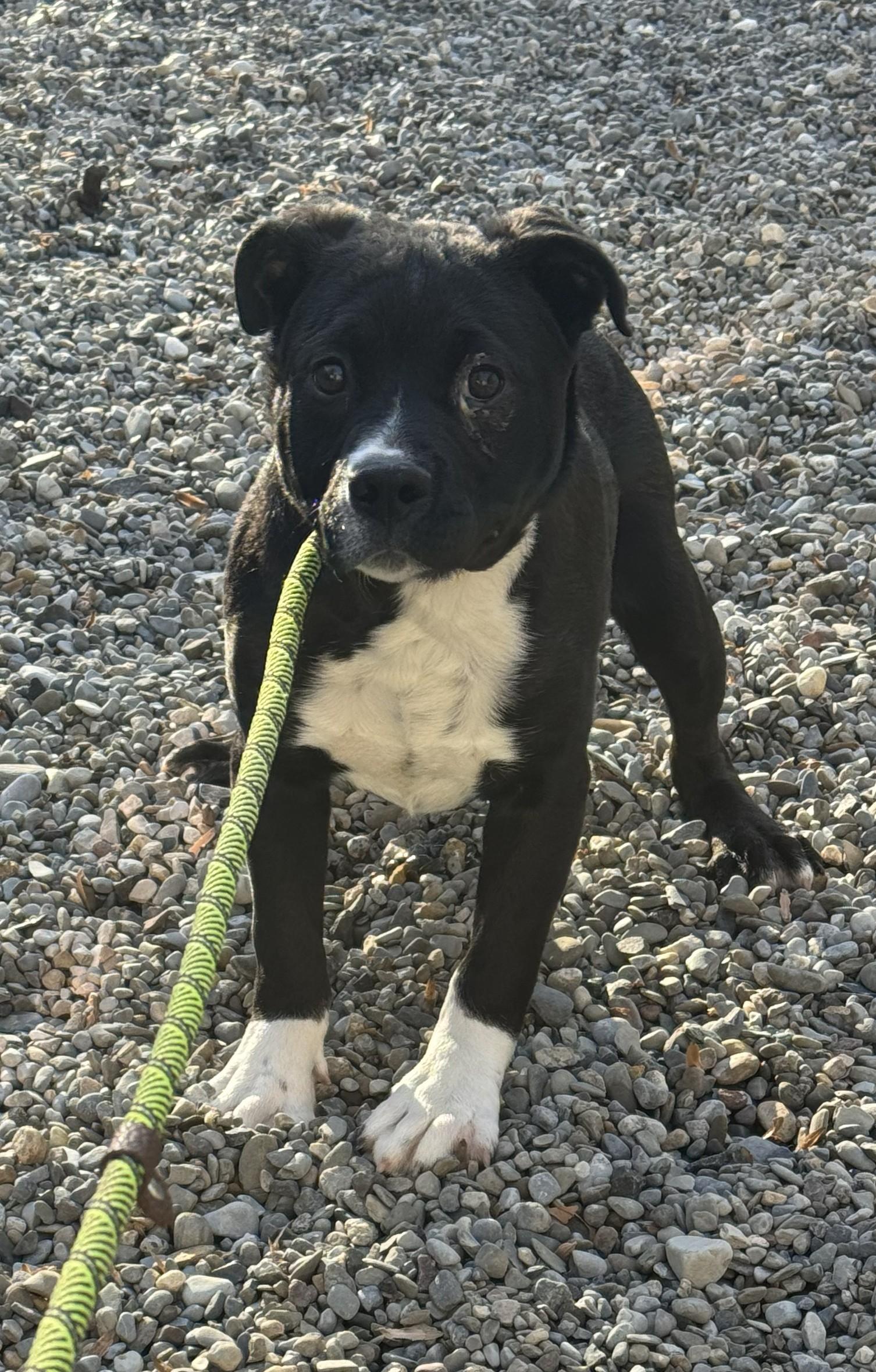 Enlarge Socks, a Adoptable mixed breed in Warren, NJ image 1/6