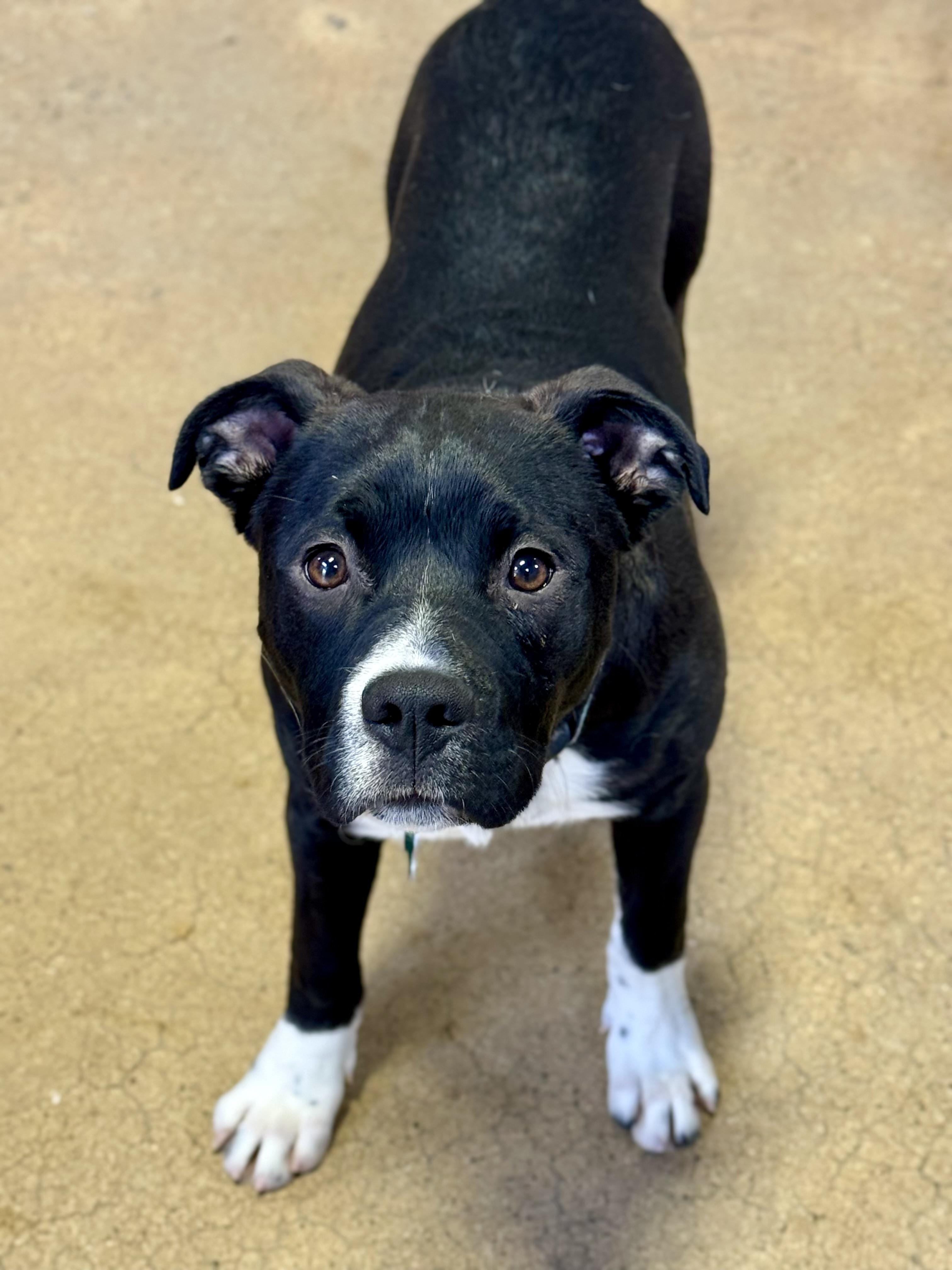 Enlarge Socks, a Adoptable mixed breed in Warren, NJ image 2/6