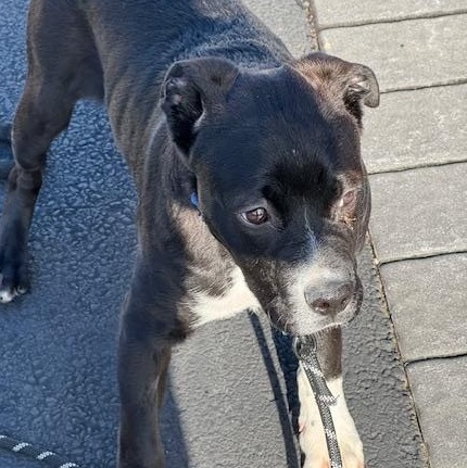 Enlarge Socks, a Adoptable mixed breed in Warren, NJ image 3/6
