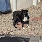 Enlarge Socks, a Adoptable mixed breed in Warren, NJ image 2/6