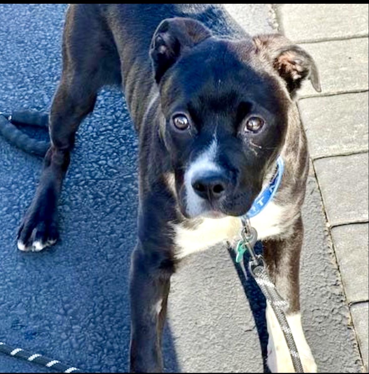 Enlarge Socks, a Adoptable mixed breed in Warren, NJ image 1/6