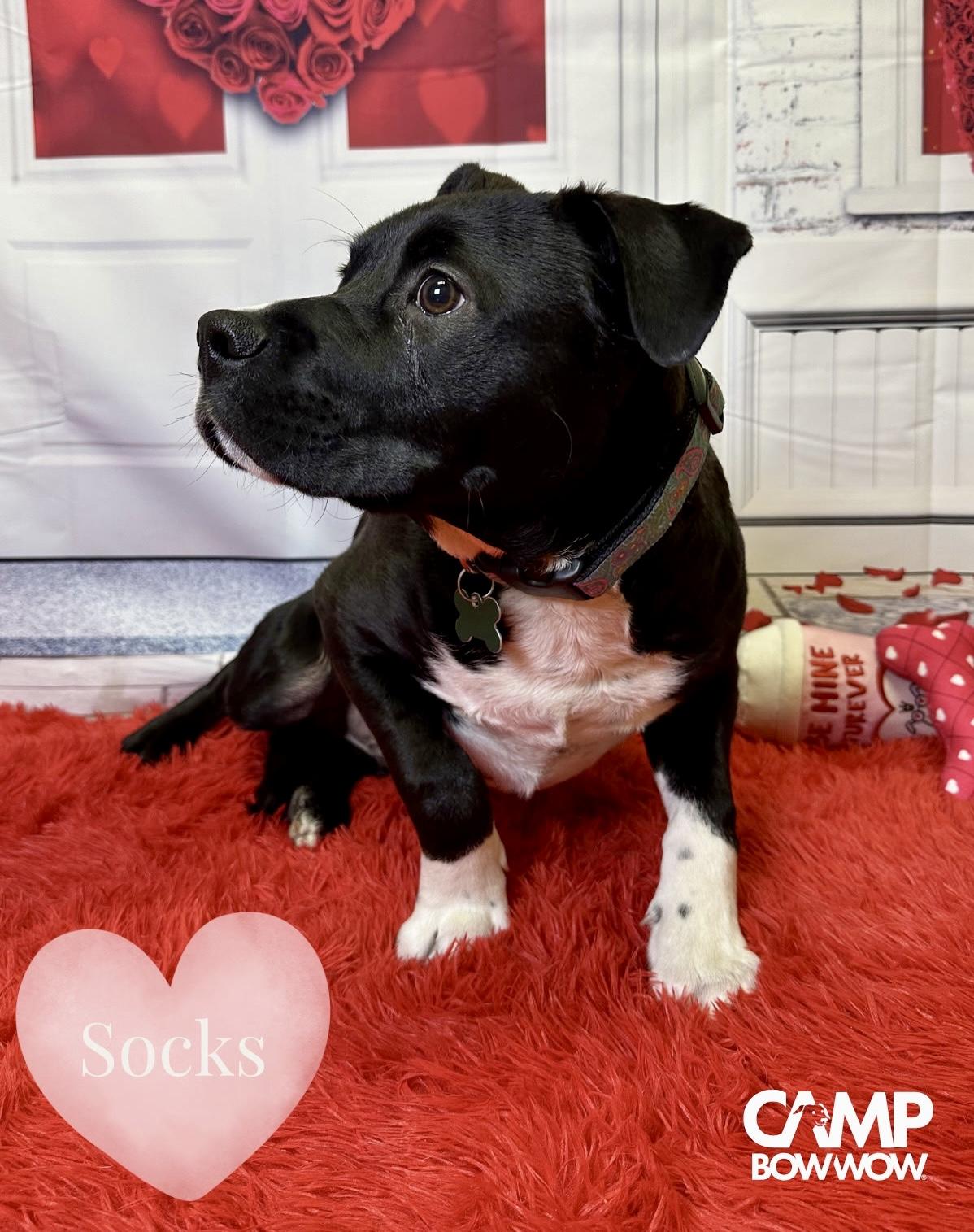 Socks, Adoptable, Puppy Male Terrier & Boxer.