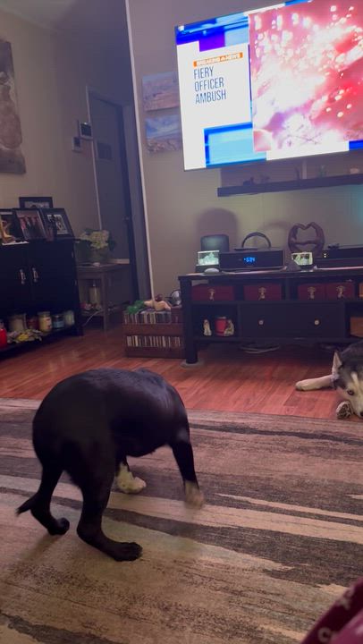 Enlarge Socks, a Adoptable mixed breed in Warren, NJ video 6/6