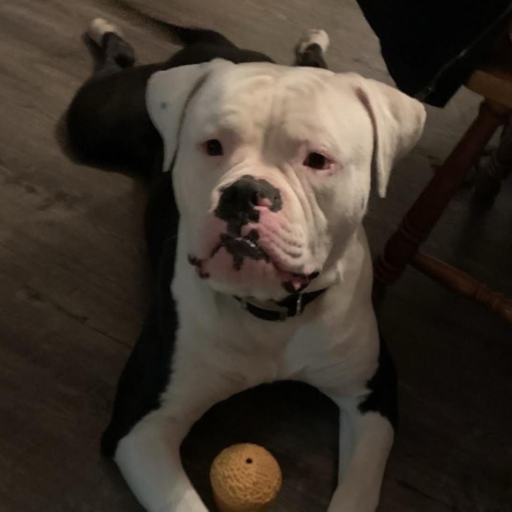 Enlarge Tux, a Adoptable American Bulldog in Bellingham, WA image 1/3