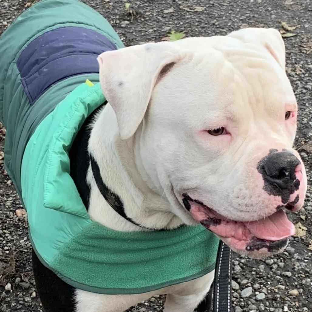 Enlarge Tux, a Adoptable American Bulldog in Bellingham, WA image 3/3