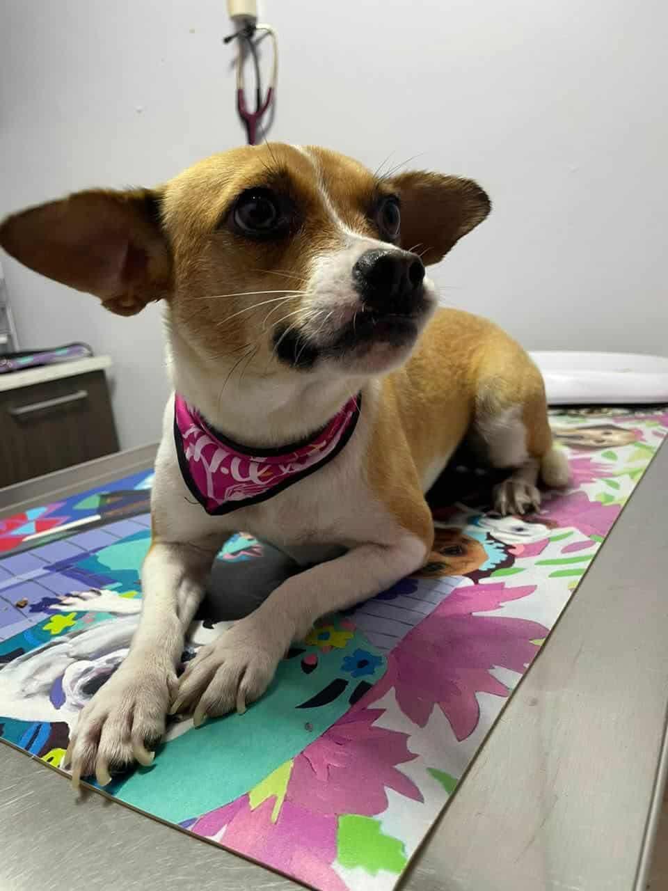 Dulce