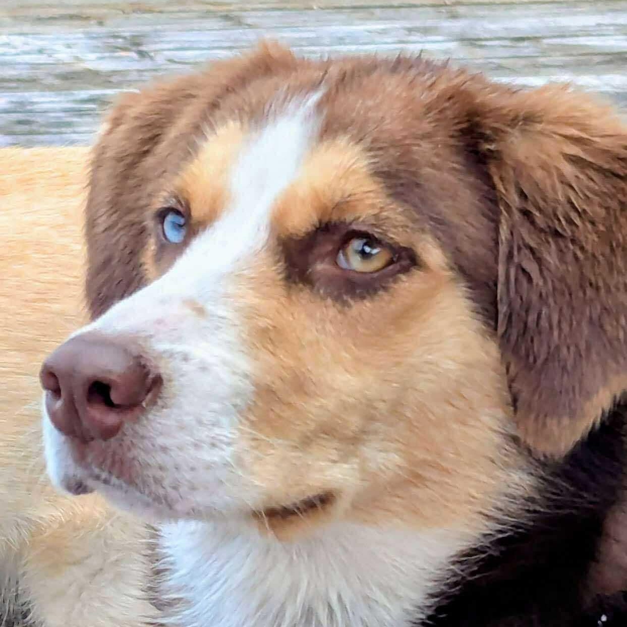 Arya, an adoptable Hound in Barrie, ON, L4N 0S5 | Photo Image 1