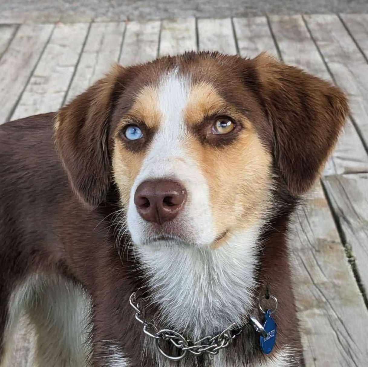 Arya, an adoptable Hound in Barrie, ON, L4N 0S5 | Photo Image 2