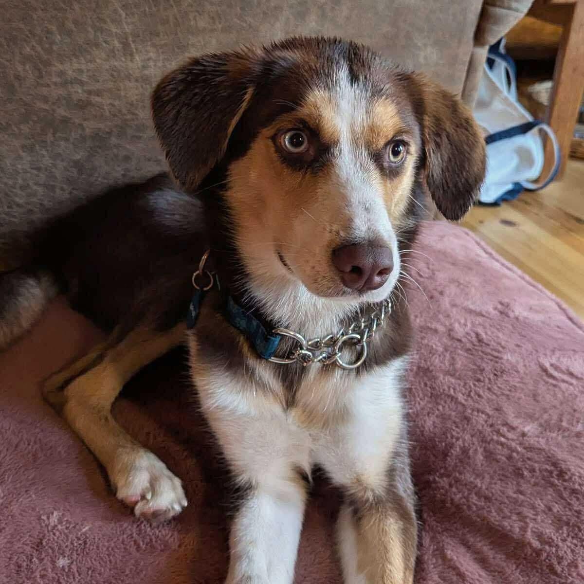 Arya, an adoptable Hound in Barrie, ON, L4N 0S5 | Photo Image 3