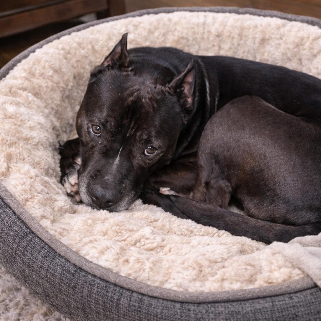 Enlarge Bruce – Smart, Handsome and Loves to Cuddle!! (Fostered in Claremont, NH), a Adoptable mixed breed in Portland, ME image 2/4