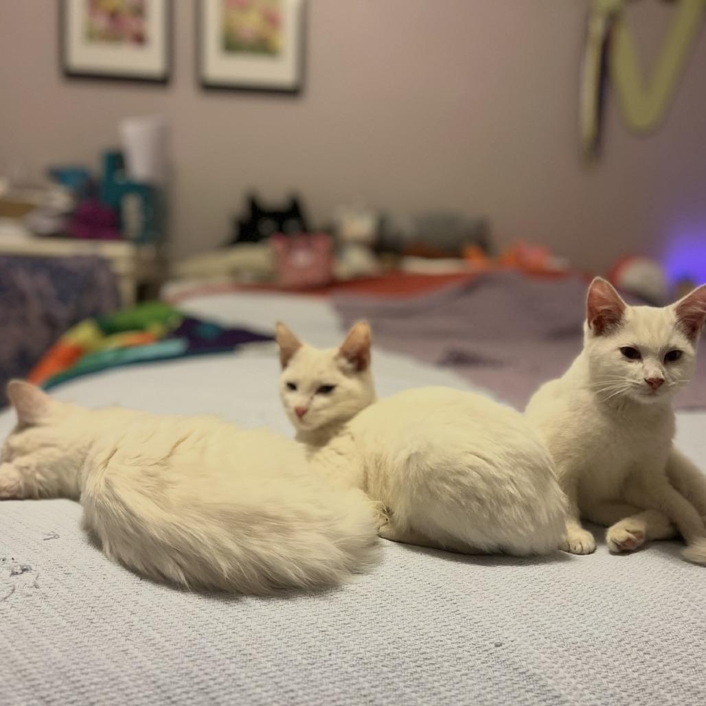 Crisp, Adoptable, Young Male Domestic Short Hair.