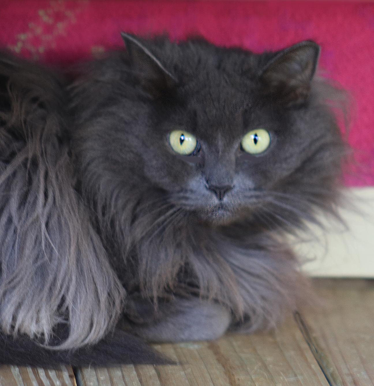 Cosmella, Senior Female unknown