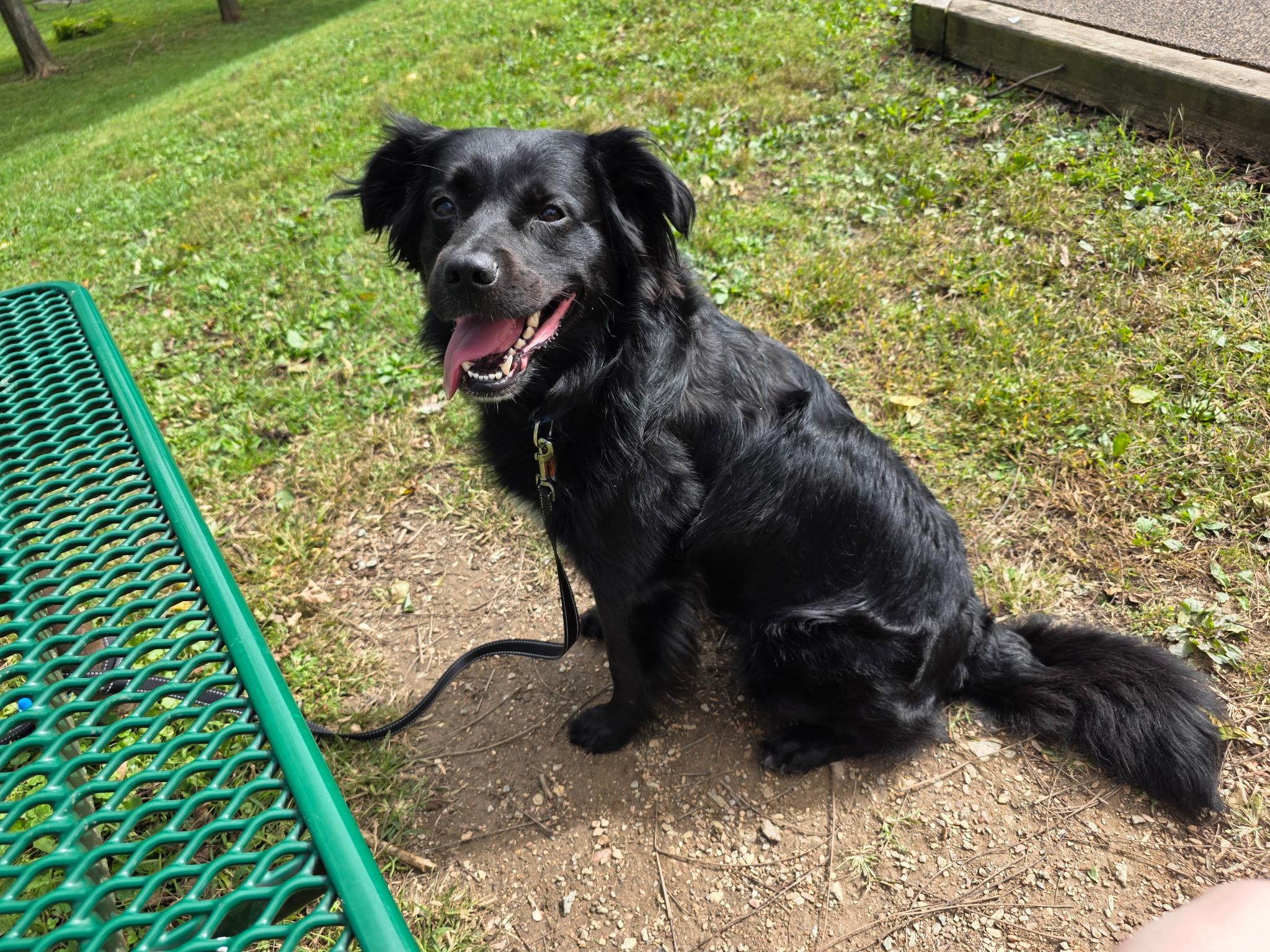 Enlarge Dexter, a Adoptable Australian Shepherd in Eldersburg, MD image 4/4
