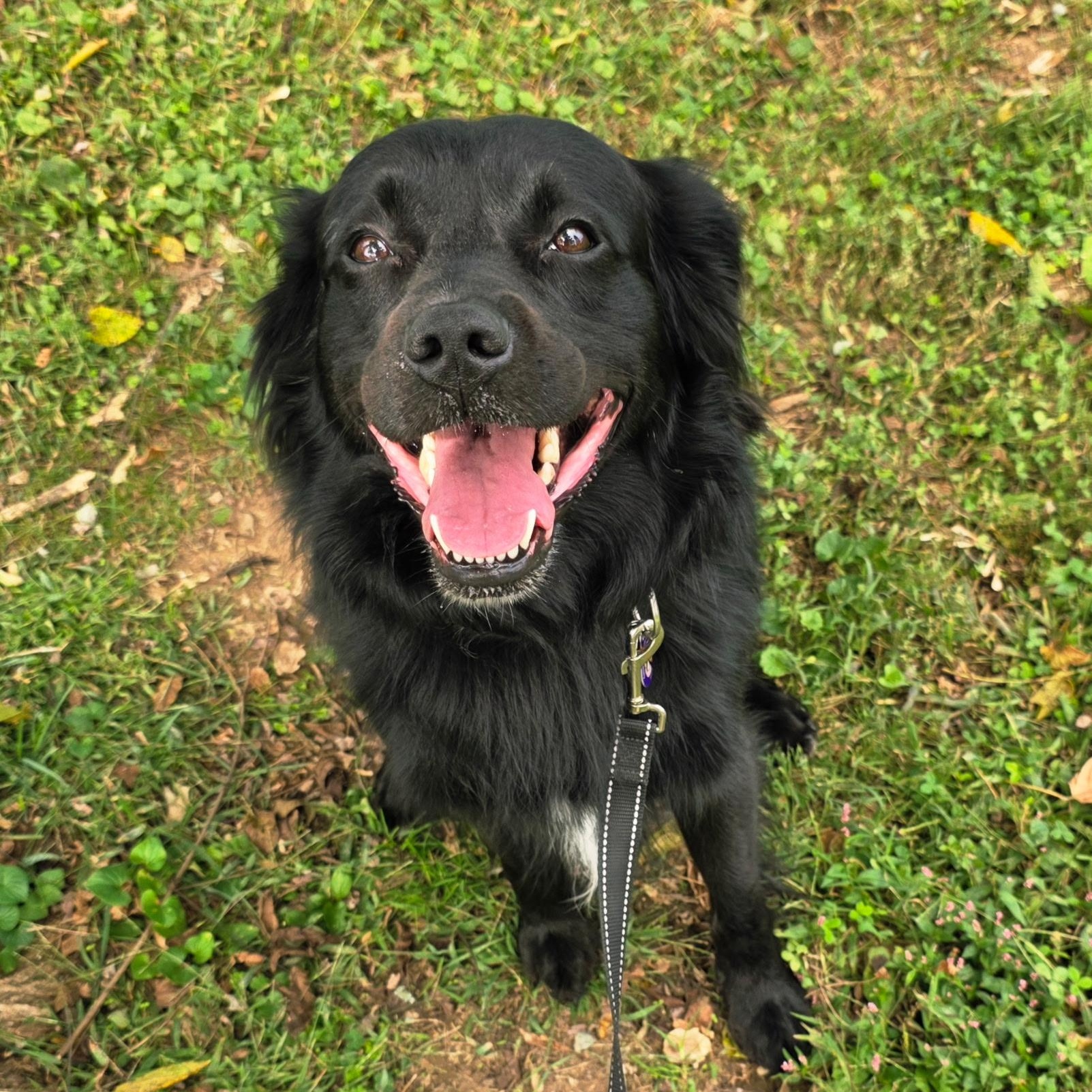 Dexter, Adoptable, Adult Male Australian Shepherd.